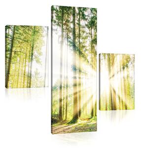 Obraz na plátně: Slunce v lese (2) - set 1ks 80x30 cm a 2ks 37,5x24,8 cm