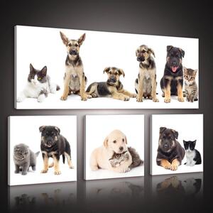 Obraz na plátně: Psi (1) - set 1ks 80x30 cm a 3ks 25,8x24,8 cm