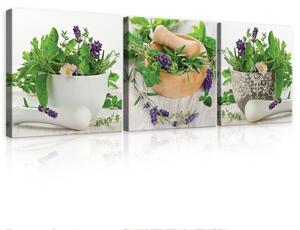 Obraz na plátně: Bylinky - set 3ks 25x25cm