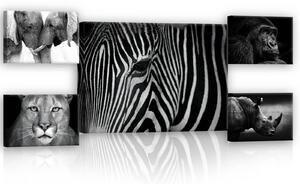Obraz na plátně: Černobílá zvířata (2) - set 1ks 70x50 cm a 4ks 32,4x22,8 cm