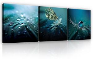 Obraz na plátně: Motýl s rosou - set 3ks 25x25cm