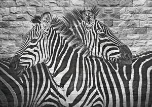 Fototapeta vliesová: Zebry - 184x254 cm