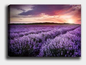 Obraz 100x70 cm Lavender Field – Wallity