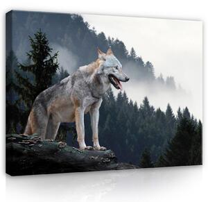 Obraz na plátně: Wild nature wolf forest - 80x60 cm