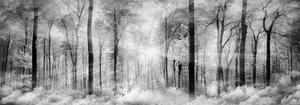 Fototapeta: Černobílý les - 624x219 cm
