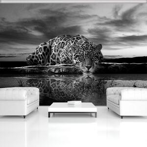 Fototapeta vliesová: Jaguar (černobílý) - 208x146 cm