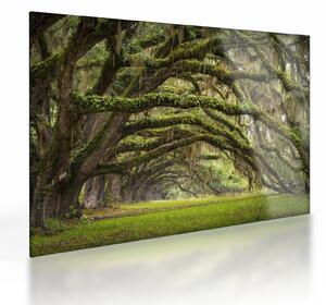 Skleněný obraz - Oaks Avenue, Charleston, Jižní Karolína, USA (70x50 cm)