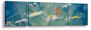 Obraz - Motýl na sedmikrásce (170x50 cm)