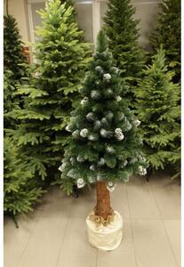 Vánoční stromeček Borovice "White Frost" 2D jehličí na kmínku 165cm