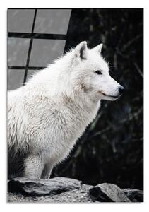 Skleněný obraz 70x100 cm White Wolf – Wallity