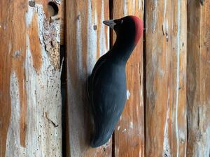 Ptáček na zeď - datel černý Keramika Andreas