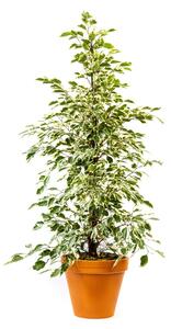 Ficus benjamina Twilight, průměr 21 cm Fíkovník drobnolistý