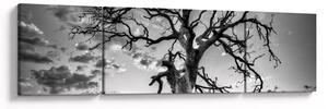 Obraz - Černobílý strom (170x50 cm)