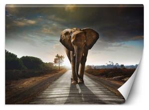 Fototapeta, Slon na cestě Zvířata Afrika - 100x70 cm