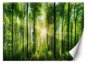 Fototapeta, Sluneční les Příroda - 100x70 cm