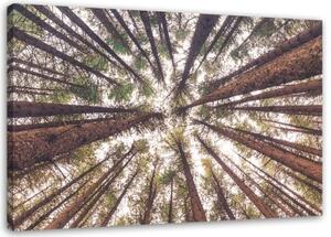Obraz na plátně, Pine Nature Forest Green - 100x70 cm