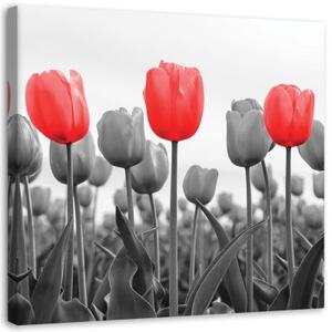 Obraz na plátně Červený tulipán na louce - 30x30 cm