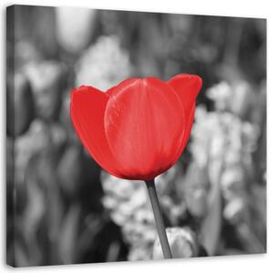 Obraz na plátně Moderní červené tulipány kvetou na louce - 40x40 cm