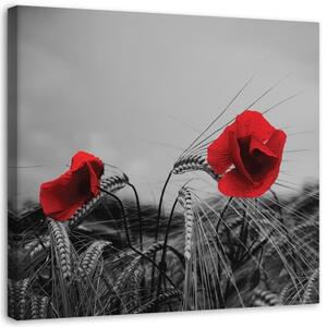 Obraz na plátně, Červené máky a kukuřice - 30x30 cm