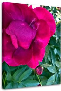 Obraz na plátně, Pivoňka růžový květ - 40x60 cm