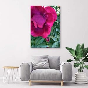 Obraz na plátně, Pivoňka růžový květ - 40x60 cm