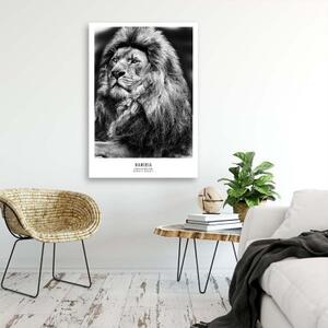 Obraz na plátně, Afrika Lvi Zvířata - 40x60 cm