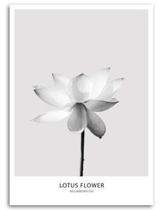 Obraz na plátně, Bílý lotosový květ Příroda - 40x60 cm