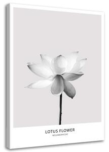 Obraz na plátně, Bílý lotosový květ Příroda - 70x100 cm