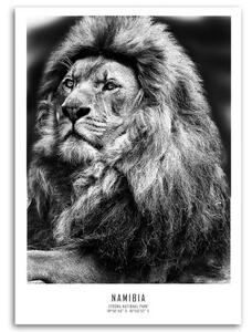 Obraz na plátně, Afrika Lvi Zvířata - 40x60 cm