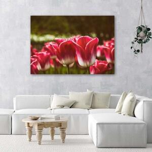 Obraz na plátně, Květ červeného tulipánu - 60x40 cm
