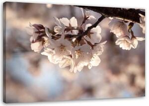 Obraz na plátně, Příroda třešňových květů - 120x80 cm