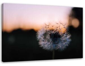 Obraz na plátně, Pampelišky Západ slunce - 100x70 cm