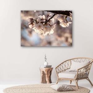 Obraz na plátně, Příroda třešňových květů - 60x40 cm