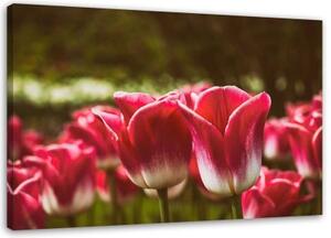 Obraz na plátně Květ červeného tulipánu - 90x60 cm