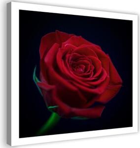 Obraz na plátně, Květ červené růže - 30x30 cm