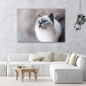 Obraz na plátně, Kočka Zvířata Příroda - 60x40 cm
