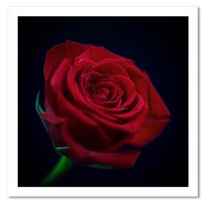 Obraz na plátně, Květ červené růže - 30x30 cm