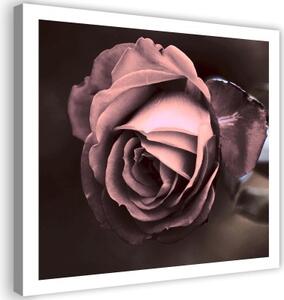 Obraz na plátně Krásný růžový květ růže - 40x40 cm