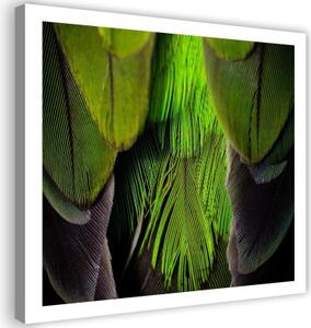 Obraz na plátně Pírko ptáka zelené - 40x40 cm