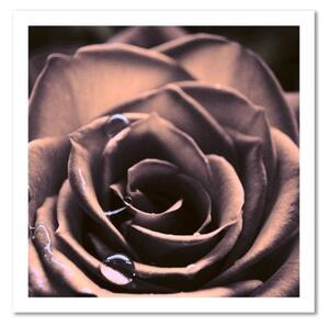 Obraz na plátně, Růže Květina Rostlina - 40x40 cm