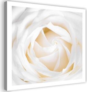 Obraz na plátně Jemná bílá růže - 30x30 cm