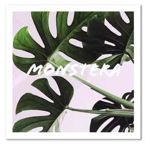 Obraz na plátně Monstera Exotické listy - 30x30 cm
