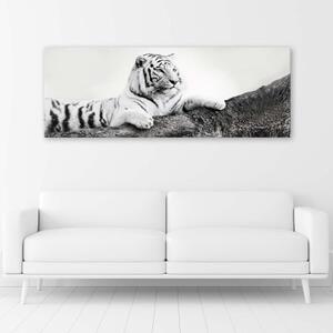 Obraz na plátně, Tygr Afrika Zvířata - 90x30 cm