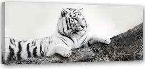 Obraz na plátně, Tygr Afrika Zvířata - 90x30 cm