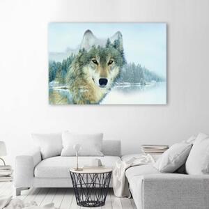 Obraz na plátně Zvířecí příroda Horský vlk - 60x40 cm