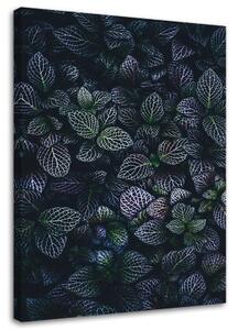 Obraz na plátně, Fialové listy Příroda - 40x60 cm