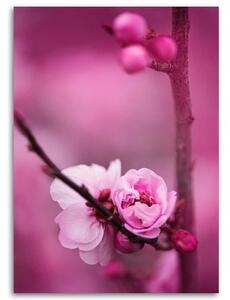 Obraz na plátně, Růžový květ jabloně - 40x60 cm