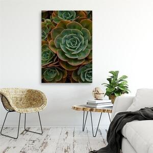 Obraz na plátně, Zelený sukulentní květ - 40x60 cm