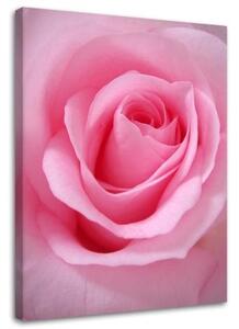 Obraz na plátně Růžový květ rostlina - 60x90 cm