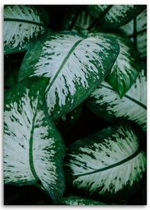 Obraz na plátně Zelené listy Přírodní rostlina - 70x100 cm